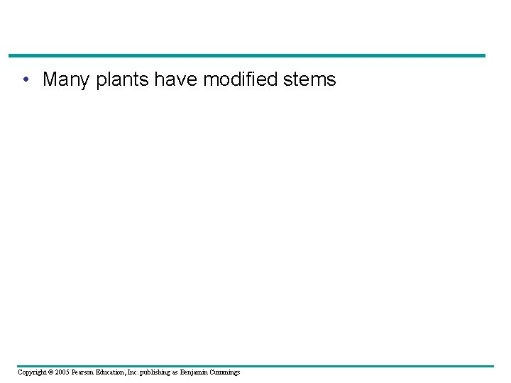  • Many plants have modified stems Copyright © 2005 Pearson Education, Inc. publishing