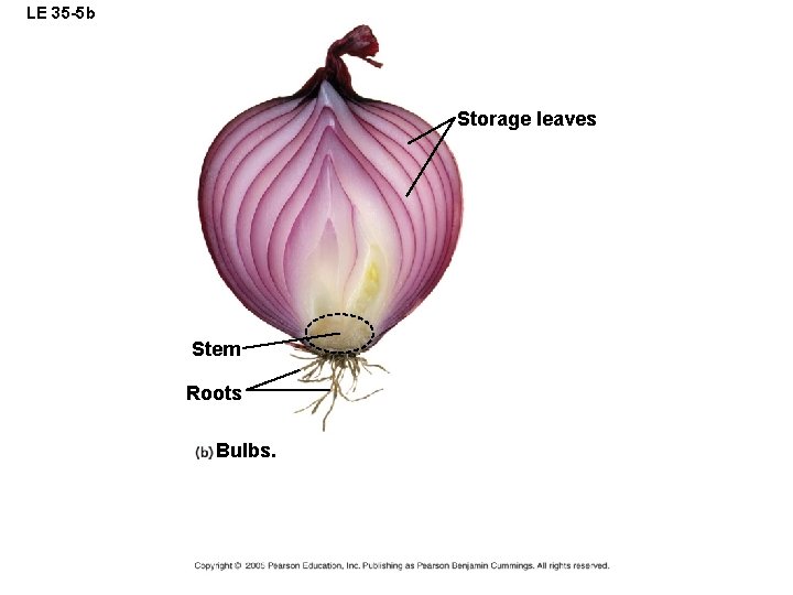 LE 35 -5 b Storage leaves Stem Roots Bulbs. 