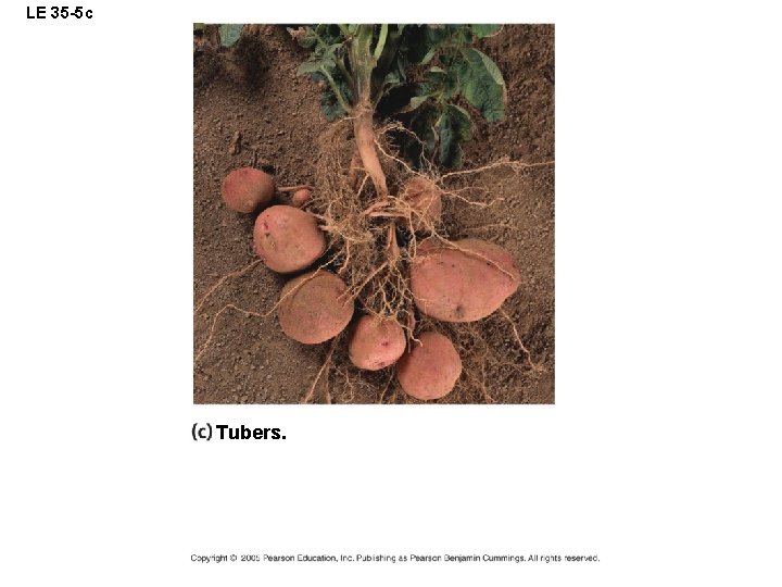 LE 35 -5 c Tubers. 