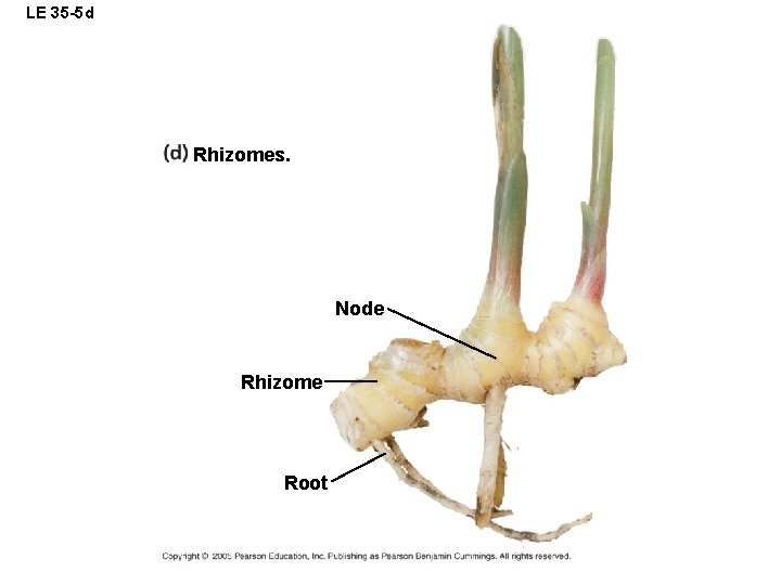 LE 35 -5 d Rhizomes. Node Rhizome Root 