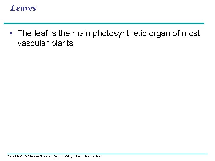 Leaves • The leaf is the main photosynthetic organ of most vascular plants Copyright