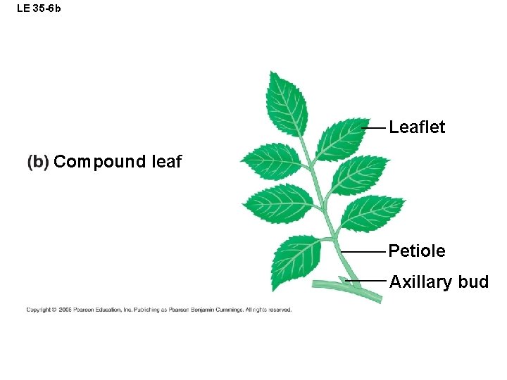 LE 35 -6 b Leaflet Compound leaf Petiole Axillary bud 