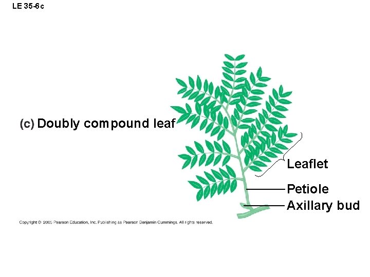 LE 35 -6 c Doubly compound leaf Leaflet Petiole Axillary bud 
