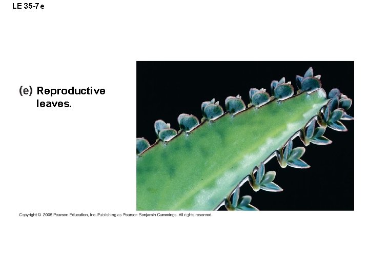 LE 35 -7 e Reproductive leaves. 