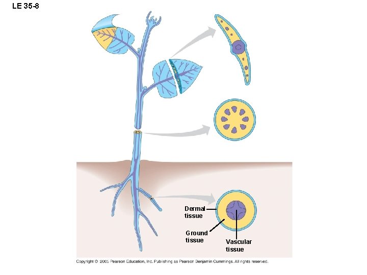 LE 35 -8 Dermal tissue Ground tissue Vascular tissue 