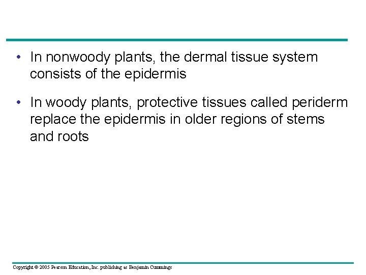  • In nonwoody plants, the dermal tissue system consists of the epidermis •