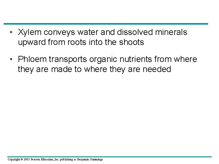  • Xylem conveys water and dissolved minerals upward from roots into the shoots