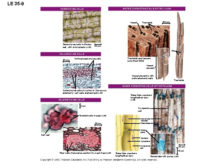 LE 35 -9 WATER-CONDUCTING CELLS OF THE XYLEM PARENCHYMA CELLS Vessel Parenchyma cells in