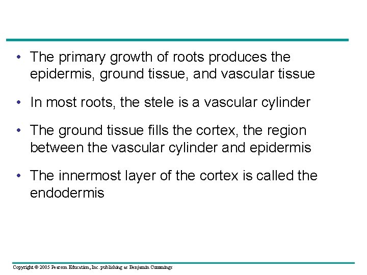  • The primary growth of roots produces the epidermis, ground tissue, and vascular