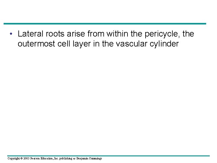  • Lateral roots arise from within the pericycle, the outermost cell layer in