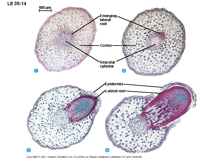 LE 35 -14 100 µm Emerging lateral root Cortex Vascular cylinder Epidermis Lateral root