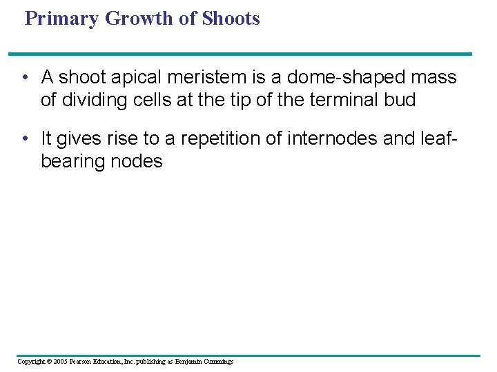 Primary Growth of Shoots • A shoot apical meristem is a dome-shaped mass of