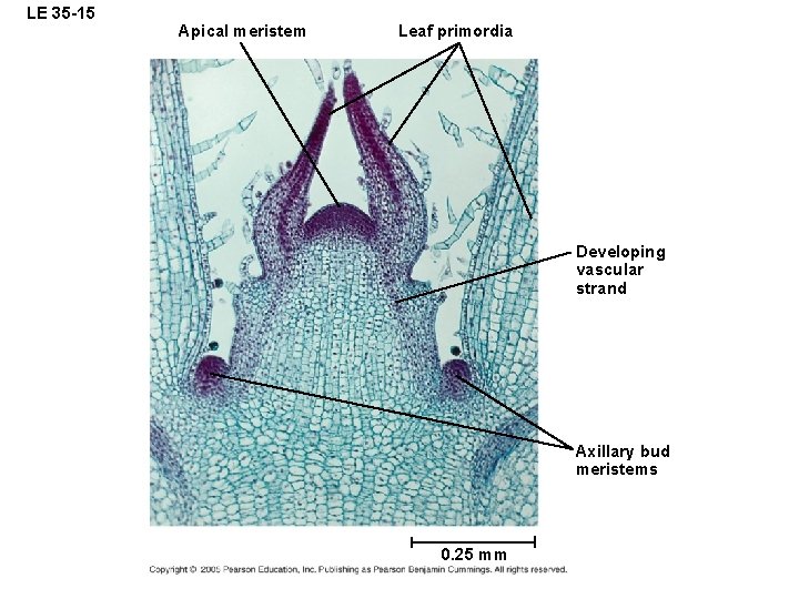 LE 35 -15 Apical meristem Leaf primordia Developing vascular strand Axillary bud meristems 0.