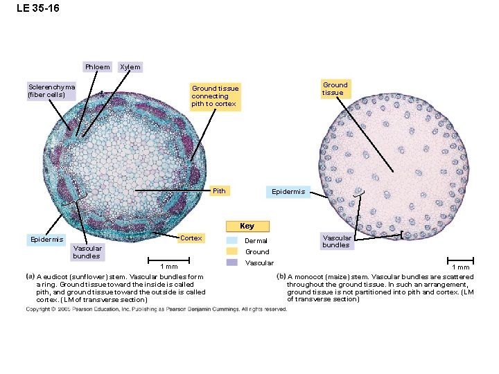 LE 35 -16 Phloem Xylem Sclerenchyma (fiber cells) Ground tissue connecting pith to cortex