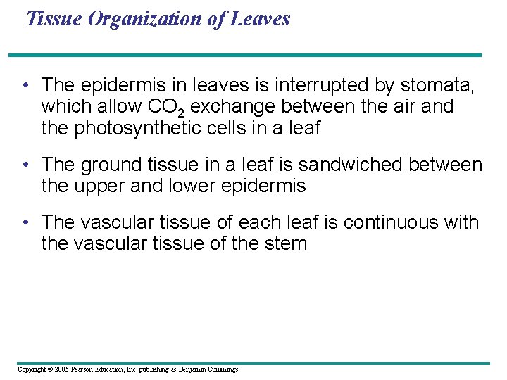 Tissue Organization of Leaves • The epidermis in leaves is interrupted by stomata, which