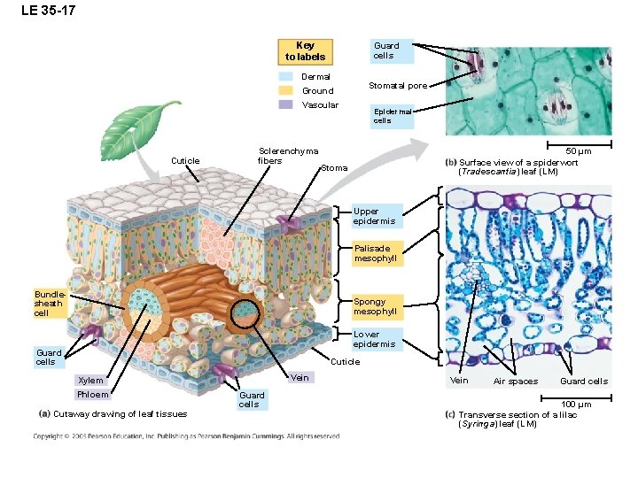 LE 35 -17 Key to labels Guard cells Dermal Stomatal pore Ground Vascular Cuticle
