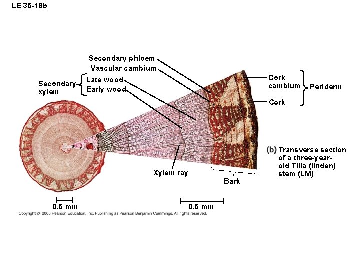 LE 35 -18 b Secondary phloem Vascular cambium Secondary xylem Cork cambium Late wood