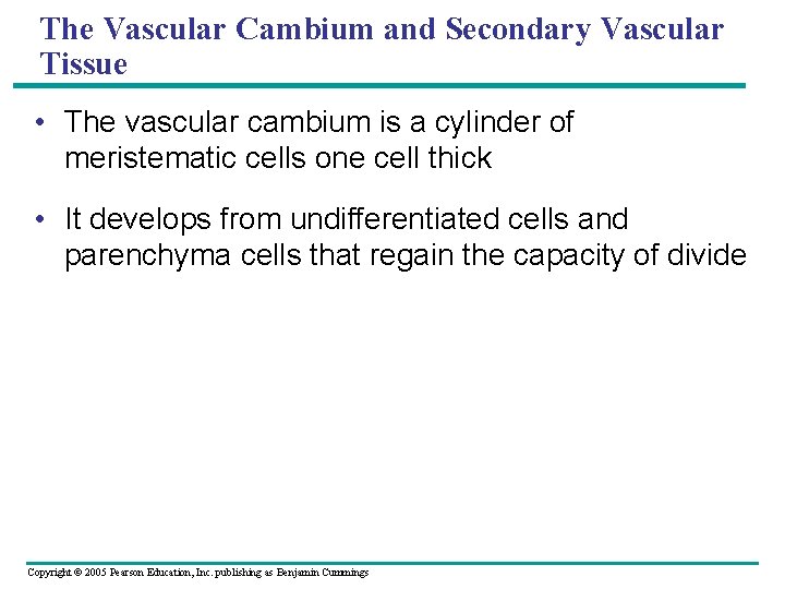 The Vascular Cambium and Secondary Vascular Tissue • The vascular cambium is a cylinder