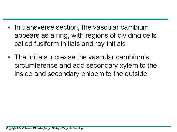  • In transverse section, the vascular cambium appears as a ring, with regions