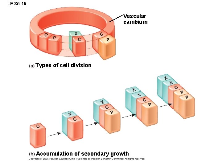 LE 35 -19 Vascular cambium Types of cell division Accumulation of secondary growth 