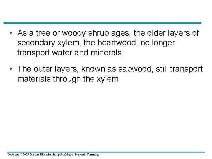  • As a tree or woody shrub ages, the older layers of secondary