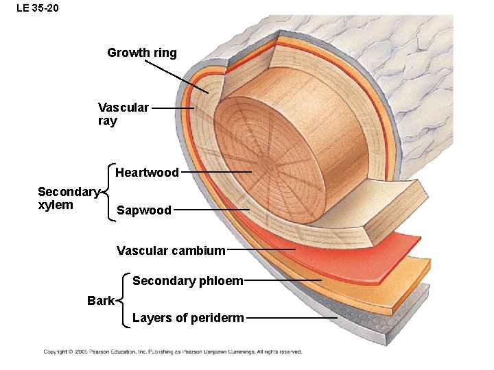 LE 35 -20 Growth ring Vascular ray Heartwood Secondary xylem Sapwood Vascular cambium Secondary