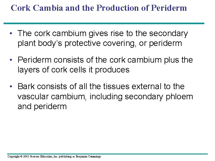 Cork Cambia and the Production of Periderm • The cork cambium gives rise to