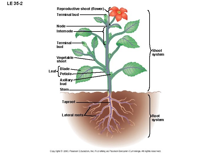 LE 35 -2 Reproductive shoot (flower) Terminal bud Node Internode Terminal bud Vegetable shoot