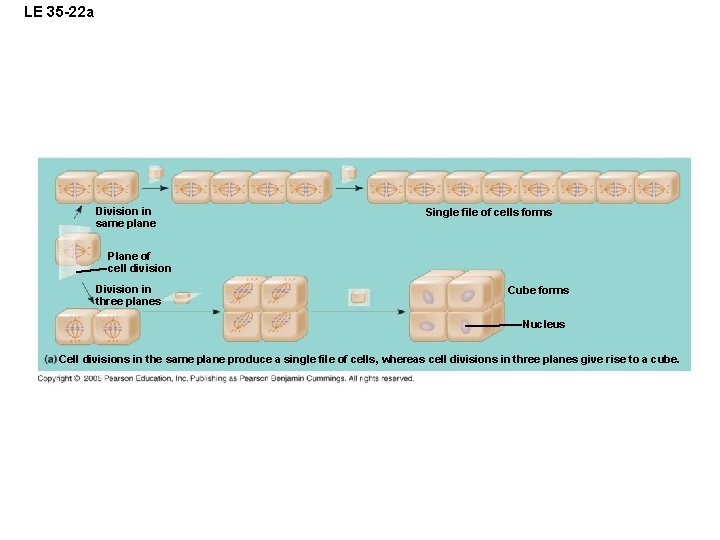 LE 35 -22 a Division in same plane Single file of cells forms Plane