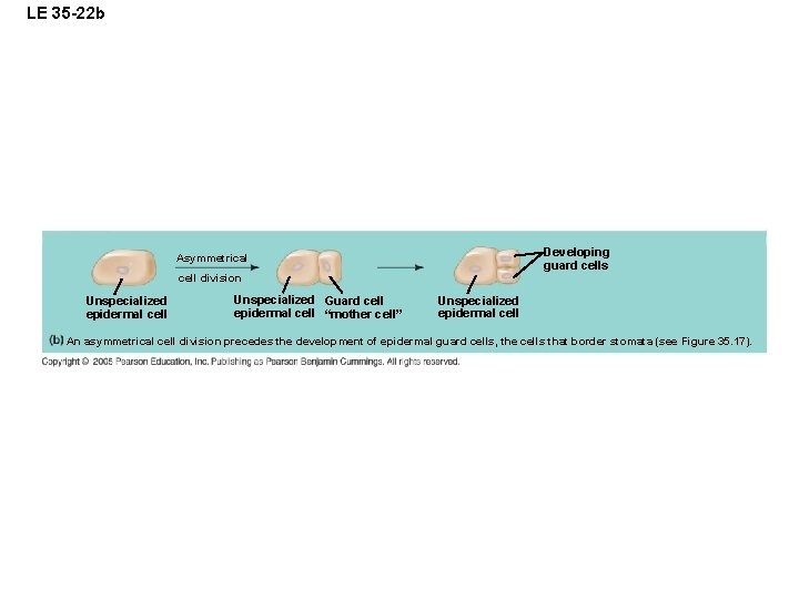 LE 35 -22 b Developing guard cells Asymmetrical cell division Unspecialized epidermal cell Unspecialized