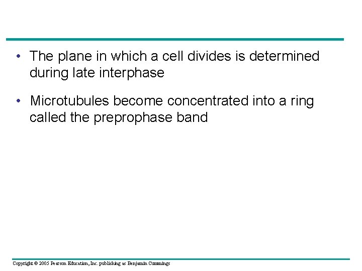  • The plane in which a cell divides is determined during late interphase