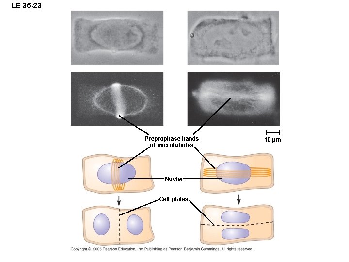 LE 35 -23 Preprophase bands of microtubules Nuclei Cell plates 10 µm 