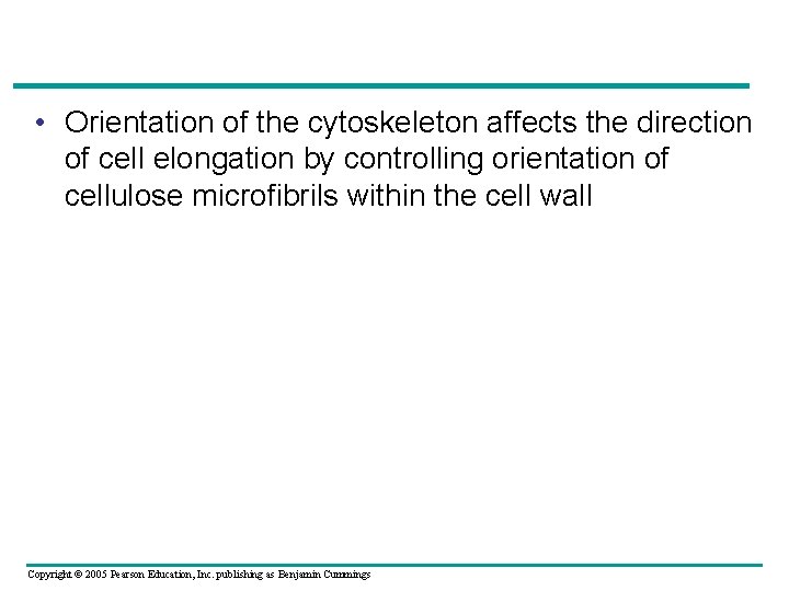  • Orientation of the cytoskeleton affects the direction of cell elongation by controlling