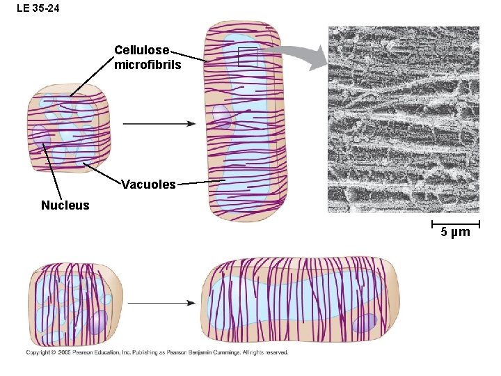 LE 35 -24 Cellulose microfibrils Vacuoles Nucleus 5 µm 