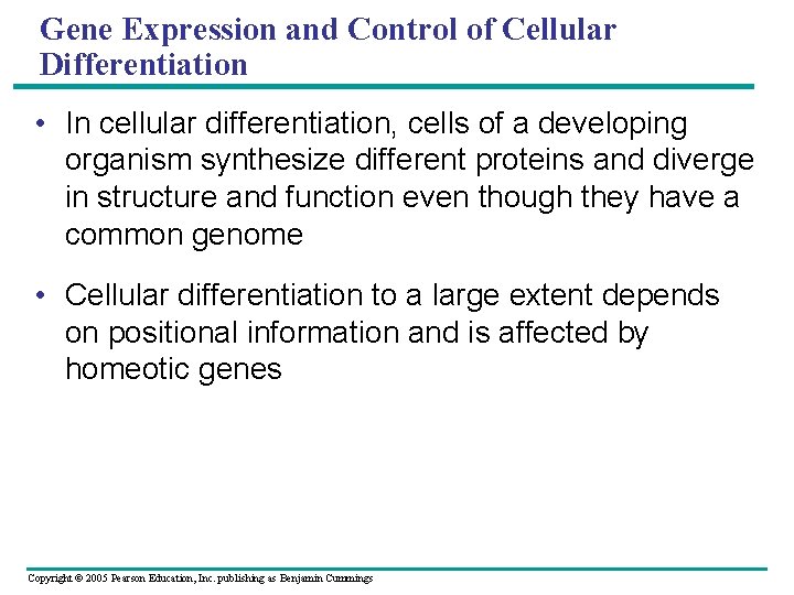 Gene Expression and Control of Cellular Differentiation • In cellular differentiation, cells of a