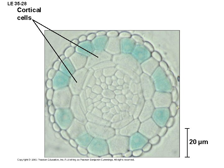 LE 35 -28 Cortical cells 20 µm 