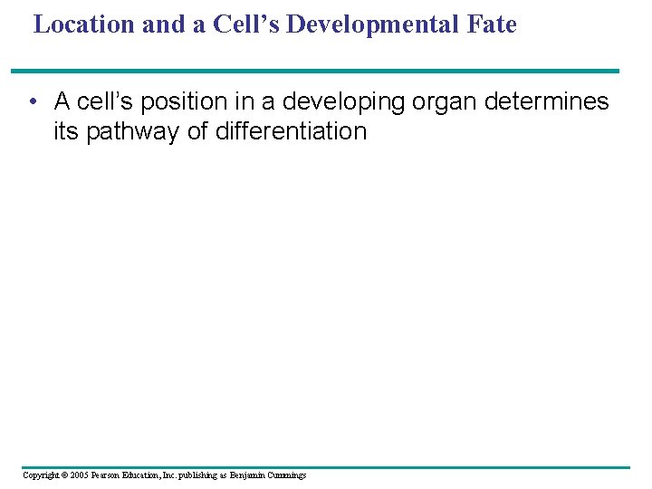 Location and a Cell’s Developmental Fate • A cell’s position in a developing organ