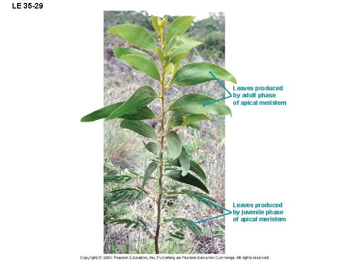 LE 35 -29 Leaves produced by adult phase of apical meristem Leaves produced by