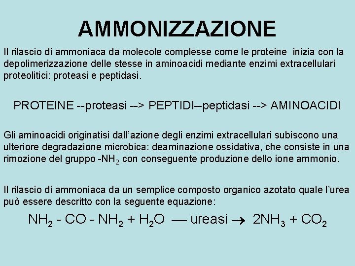 AMMONIZZAZIONE Il rilascio di ammoniaca da molecole complesse come le proteine inizia con la