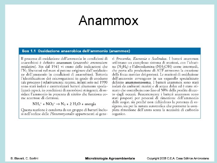 Anammox 