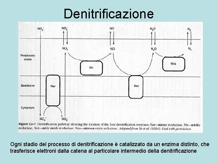 Denitrificazione Ogni stadio del processo di denitrificazione è catalizzato da un enzima distinto, che