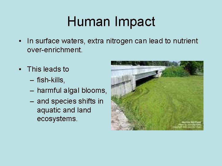 Human Impact • In surface waters, extra nitrogen can lead to nutrient over-enrichment. •