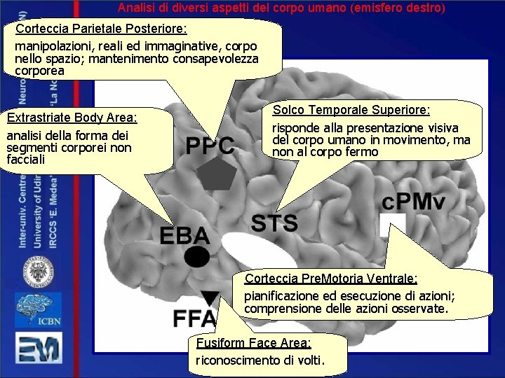 Analisi di diversi aspetti del corpo umano (emisfero destro) Corteccia Parietale Posteriore: manipolazioni, reali