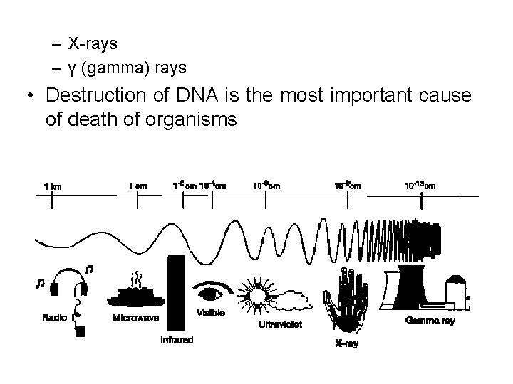 – X-rays – γ (gamma) rays • Destruction of DNA is the most important