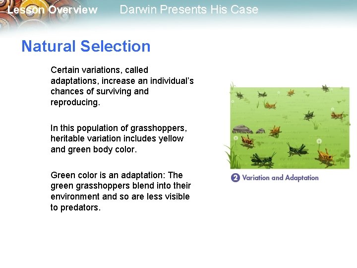Lesson Overview Darwin Presents His Case Natural Selection Certain variations, called adaptations, increase an