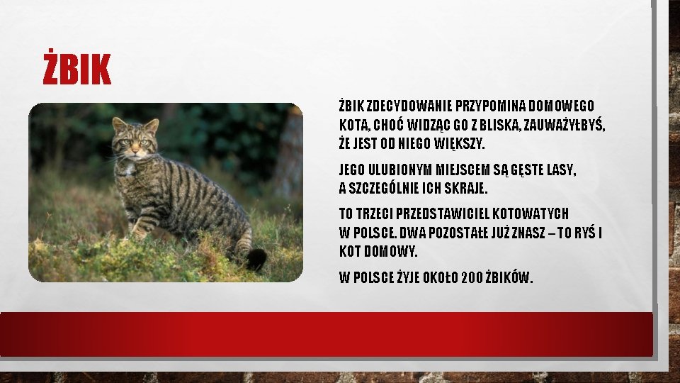 ŻBIK ZDECYDOWANIE PRZYPOMINA DOMOWEGO KOTA, CHOĆ WIDZĄC GO Z BLISKA, ZAUWAŻYŁBYŚ, ŻE JEST OD