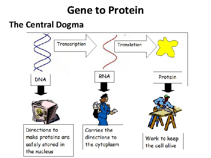 Gene to Protein The Central Dogma 