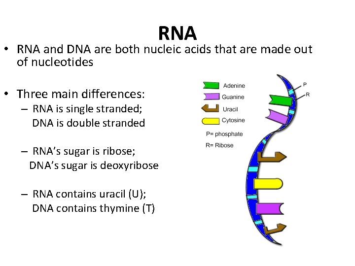 RNA • RNA and DNA are both nucleic acids that are made out of