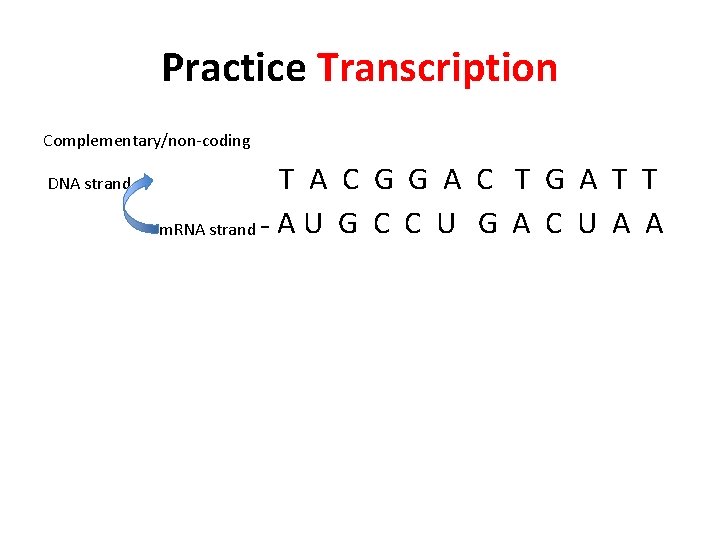 Practice Transcription Complementary/non-coding DNA strand - T A C G G A C T