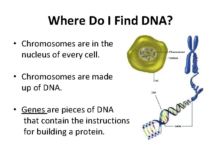Where Do I Find DNA? • Chromosomes are in the nucleus of every cell.